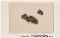 藏品(石蕊屬)的圖片